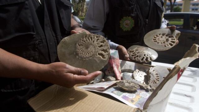 Fiscalía incauta más de 160 fósiles en tienda de Sacsayhuamán