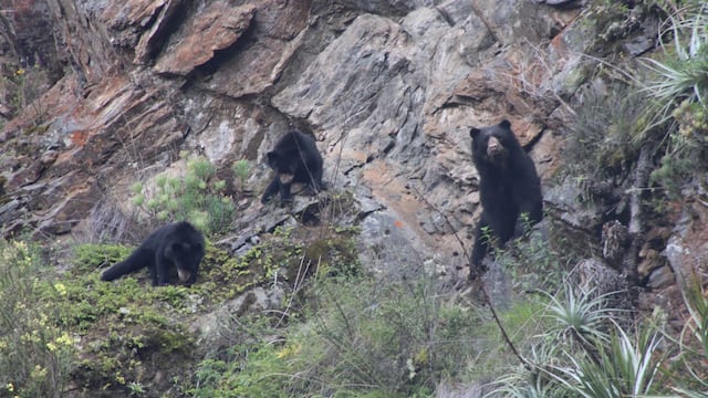 Machu Picchu: nuevo avistamiento de familia de osos andinos en el Santuario Histórico | FOTOS