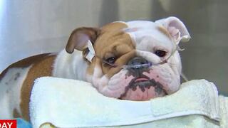 La triste historia de la bulldog que fue abandonada bajo el calor extremo de Las Vegas