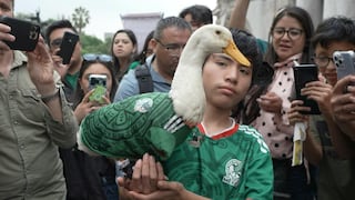 Conoce a Merlín: El pato “embajador” de la FIFA en México
