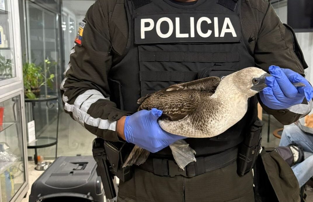 Un piquero peruano rescatado por la Policía Nacional de Ecuador llega a la clínica veterinaria Mansión Mascota. Foto: cortesía Eliana Molineros