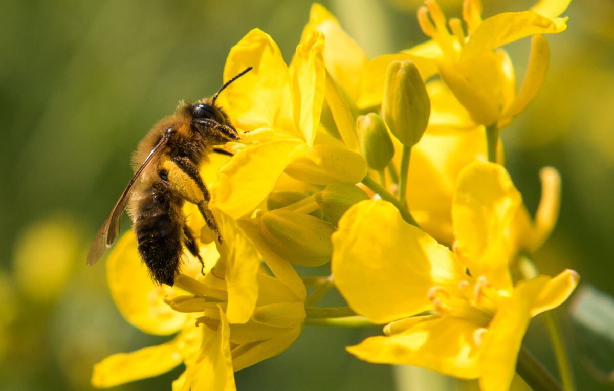 Las abejas acceden al polen y el néctar de flores abiertas. (Foto: Daniel Bockwoldt/dpa)