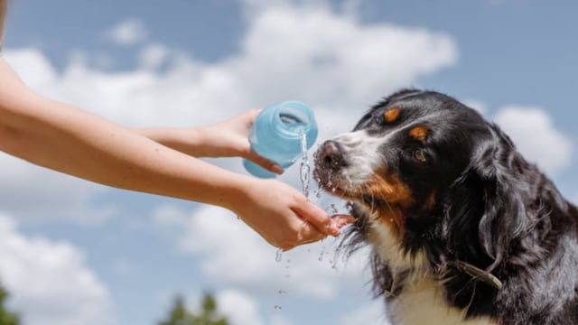 Sigue estos 10 consejos brindados por especialistas para el cuidado de tu perro durante verano
