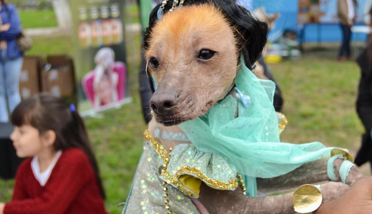 Mascotas se lucieron desfilando sus disfraces junto a sus amos.