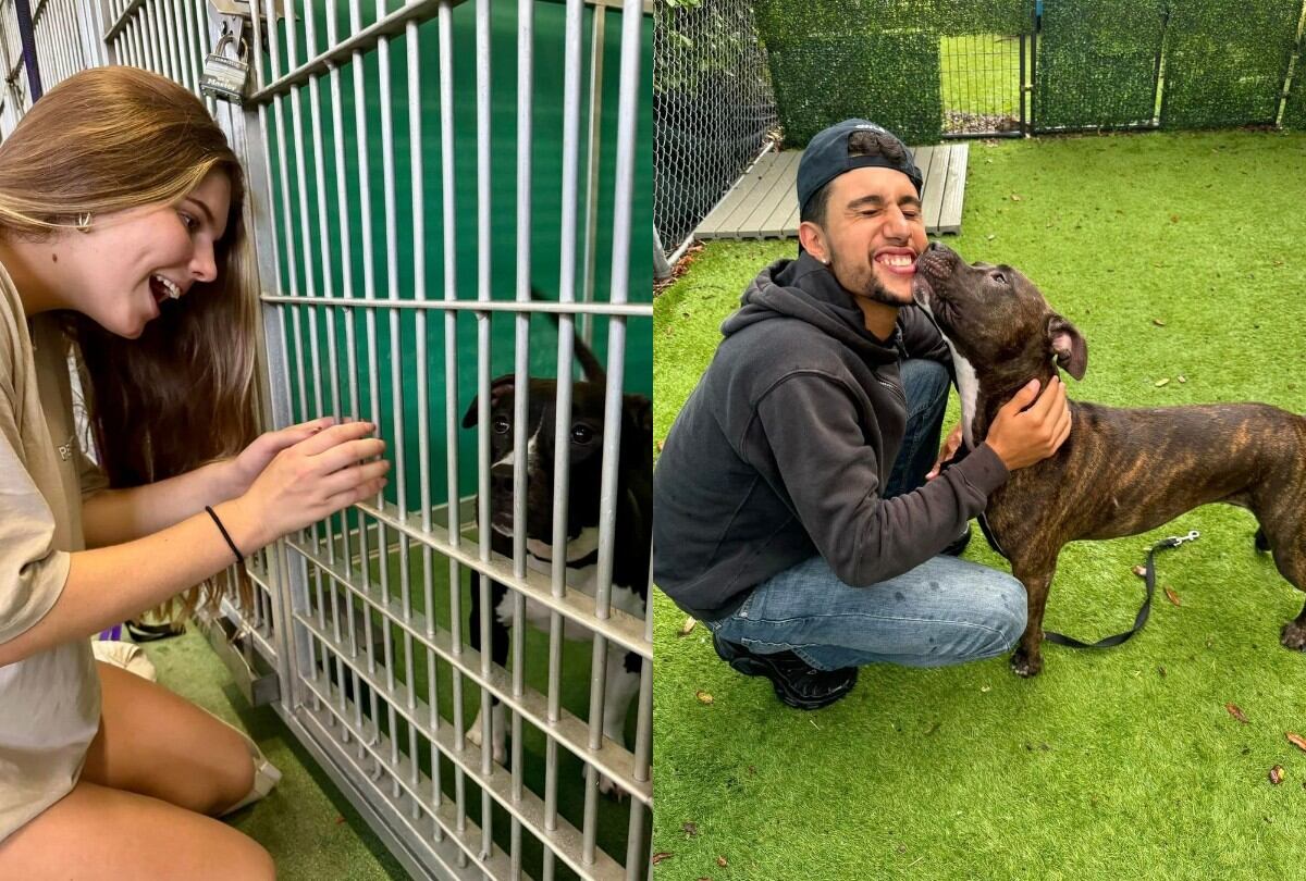 Anticipándose a una oleada de animales desplazados por el huracán Milton, el refugio buscó hogares de acogida y familias permanentes para los más de 200 gatos y perros sin hogar. (IG pbcacc)