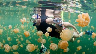 Sin miedo: Nada con medusas en este lago ubicado en Palaos