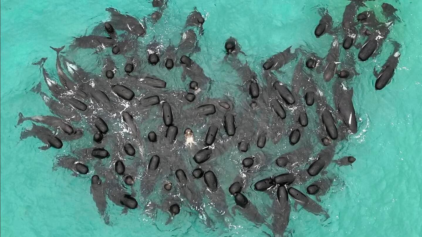 Casi 100 ballenas piloto quedaron varadas en la playa en el oeste de Australia. (Foto: Foto/AP)