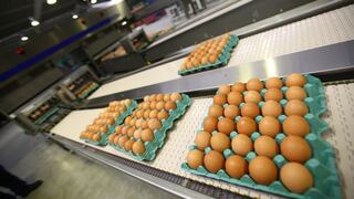 Avivel: la empresa que usa la tecnología para producir huevos