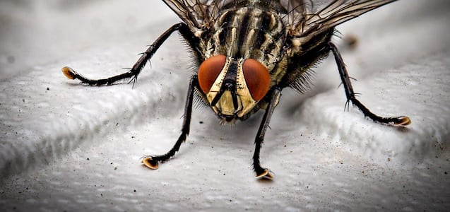 El truco con monedas para eliminar las moscas de tu casa