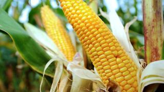 Científicos crean maíz de alto contenido proteico con ingeniería genética