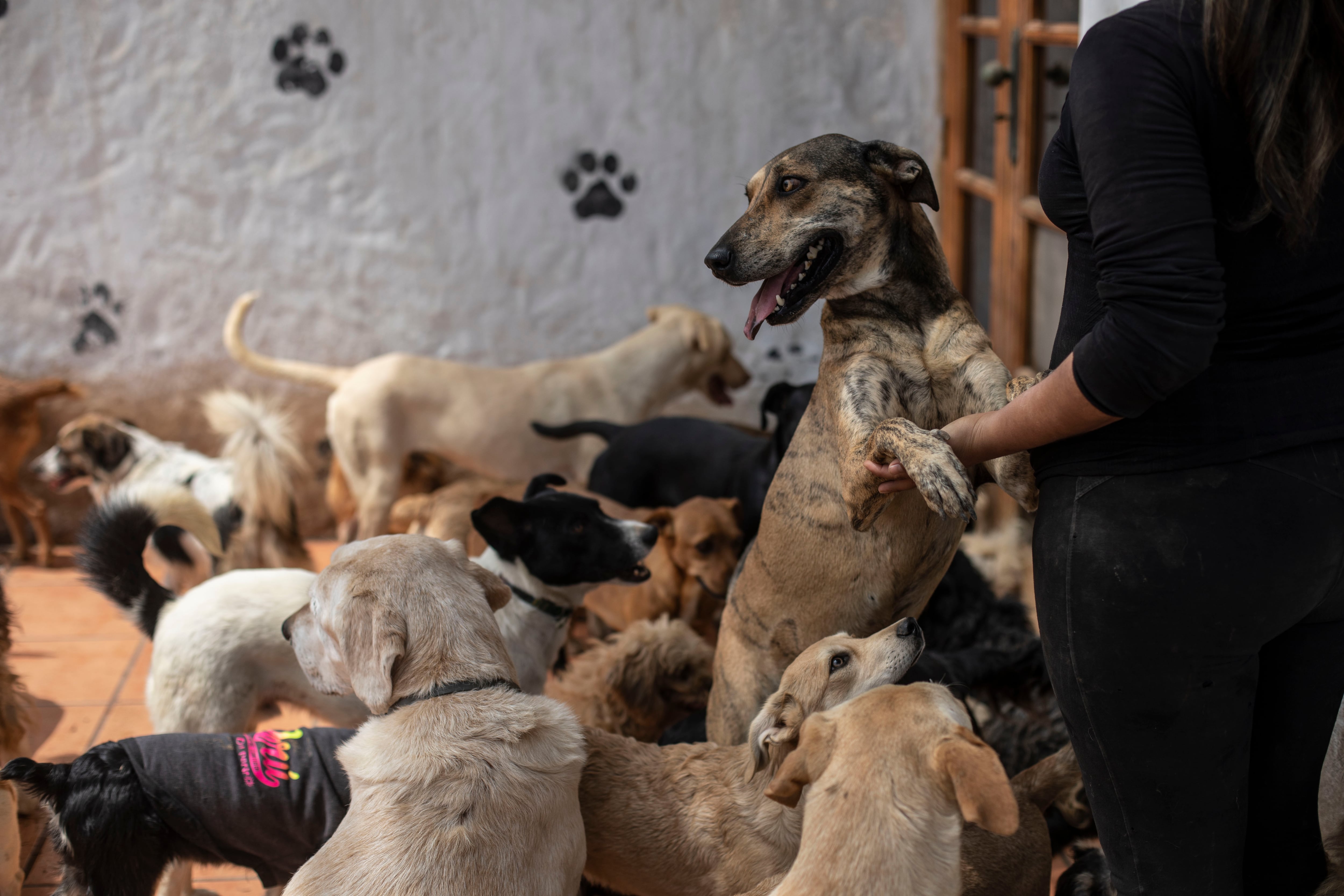 Las donaciones se recibirán hasta el 31 de julio. Para apoyar a la meta de comprar 10 toneladas, las donaciones se deben realizar a la cuenta autorizada de la Asociación Wasi wau. (Foto: César Campo)