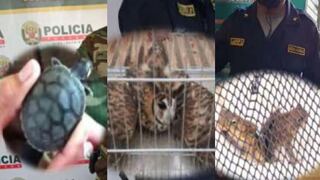 Rescatan animales silvestres que iban a ser vendidos en mercados ilegales de tres regiones