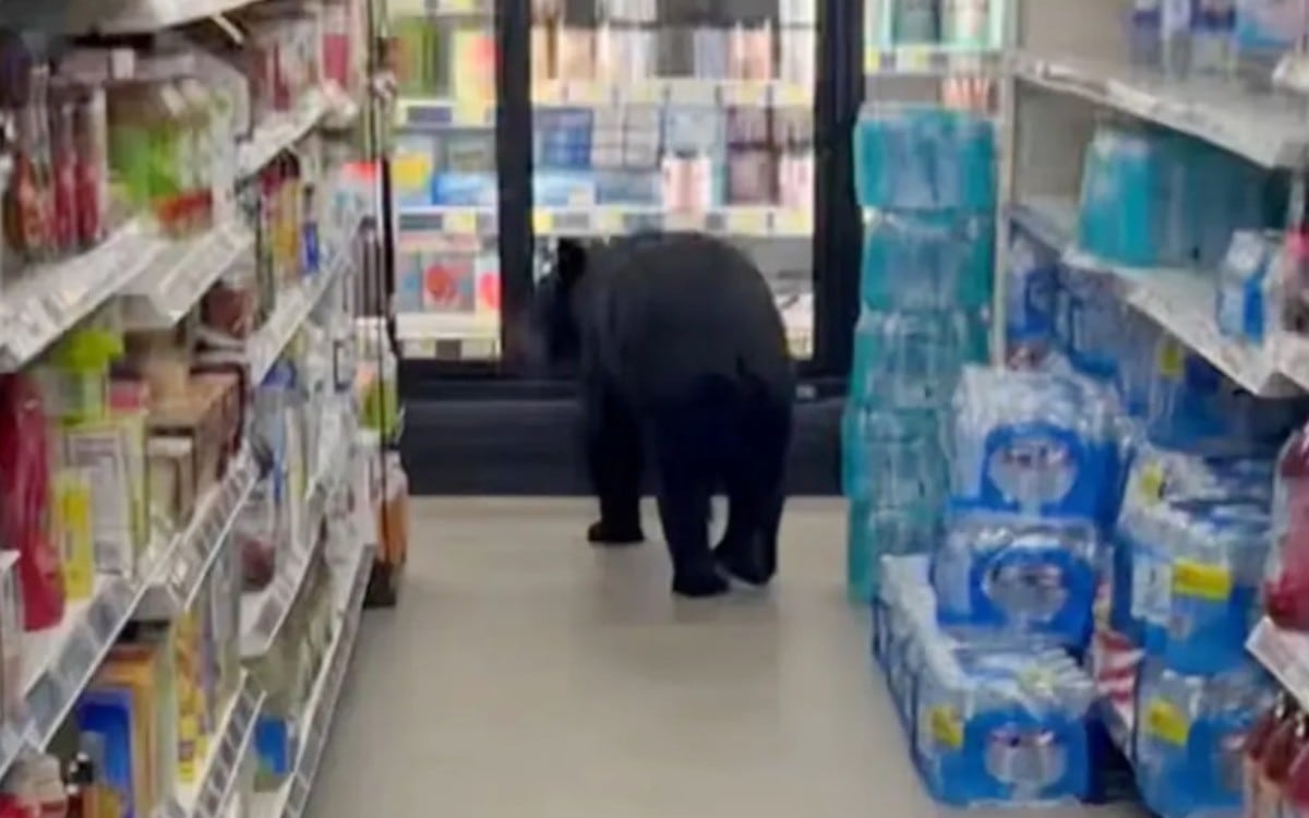Un oso negro de 175 libras apareció de repente dentro de una tienda Dollar General en Vernon, Nueva Jersey, causando terror entre los presentes. (Foto: Sean F. Clarkin / Facebook)