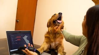 Código guau guau: cómo funciona el primer sistema de alarma antisísmica con perros voluntarios