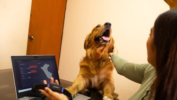 Este es Zimba, un golden retriever de 3 años que vive en el Cercado de Lima. Es parte del proyecto Animal Alertas desde marzo.