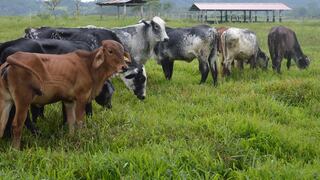 INIA: incrementarán producción de leche y carne de ganado bovino con proyectos genéticos