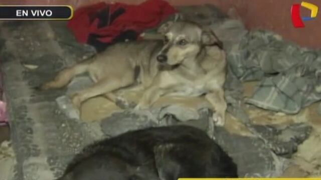 Surco: piden ayuda para 47 perros y gatos abandonados en casa