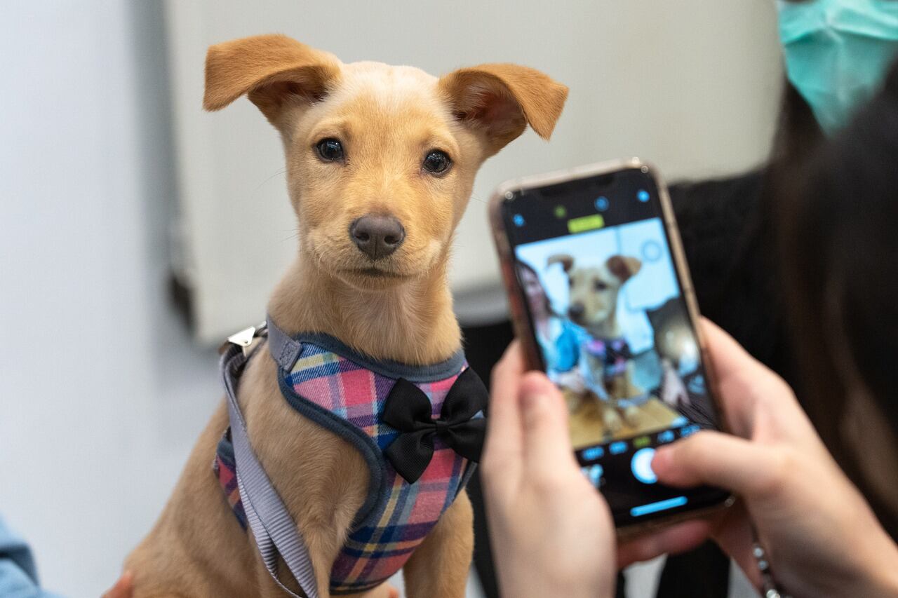 El adiestrador sugiere ignorar los ladridos y enseñarle a dejar de hacerlo para recompensarlo. (Foto referencial: Pixabay)