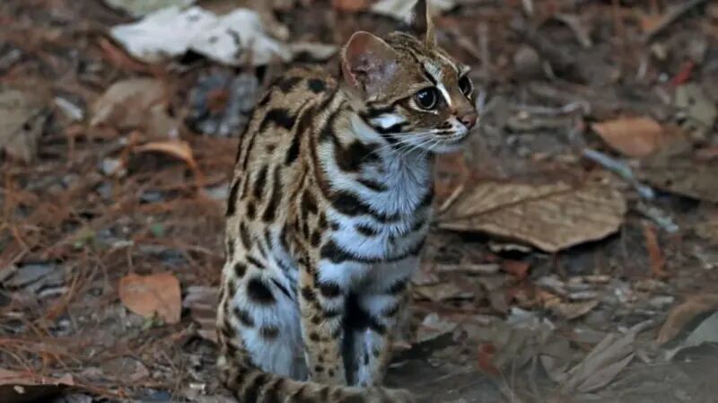 El gato leopardo es el felino salvaje más extendido en Asia.
