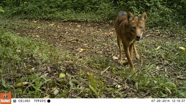 Cinco datos que debe saber sobre la inminente llegada del coyote a Sudamérica 