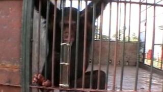 Un estudio muestra que los chimpancés tienen pataletas