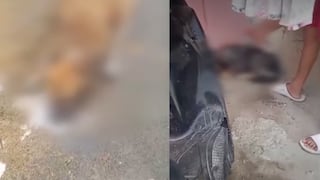 Mataron a más de 20 perritos en Chiclayo: les lanzaron comida con veneno y vidrio molido | VIDEO
