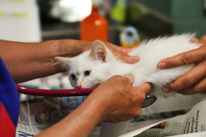 Los productos para el crecimiento del cabello pueden ser mortales para tu gato