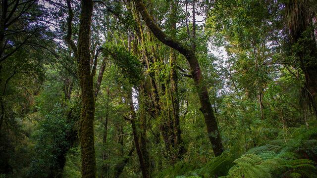 ¿Habrá una Constitución verde en Chile?