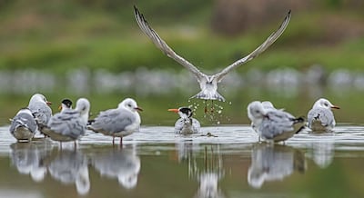 Año Nuevo 2025: Prohvilla lanza campaña “Humedal sin pirotecnia” para proteger aves en los Pantanos de Villa