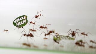 Medio millón de hormigas marchan por la Amazonía