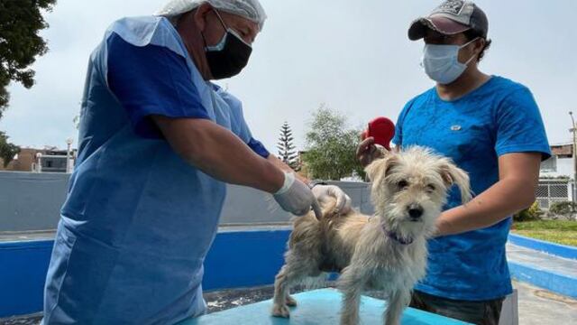 Minsa realizará feria para promover la tenencia responsable de mascotas: ¿Cuándo y dónde será el evento?