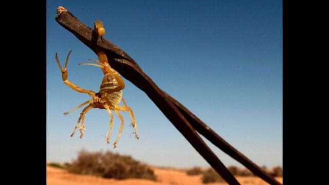 Una nueva especie de escorpión fue descubierta en Arizona