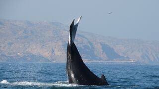 ¿Dónde y cuándo ver ballenas jorobadas en el Perú?