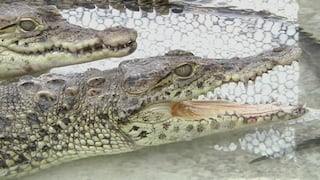Crías de cocodrilos "suecos" llegan a su nuevo hogar en Cuba