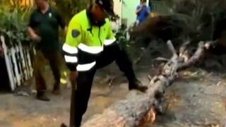Ate: árbol de 40 años cayó sobre casa pero no dejó heridos