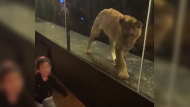 Restaurante encierra león en jaula de cristal para atraer clientes y genera indignación en miles