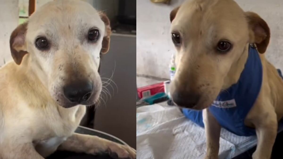 Noelito es uno de los Wufs del albergue Wasi wau que falleció el 2024.