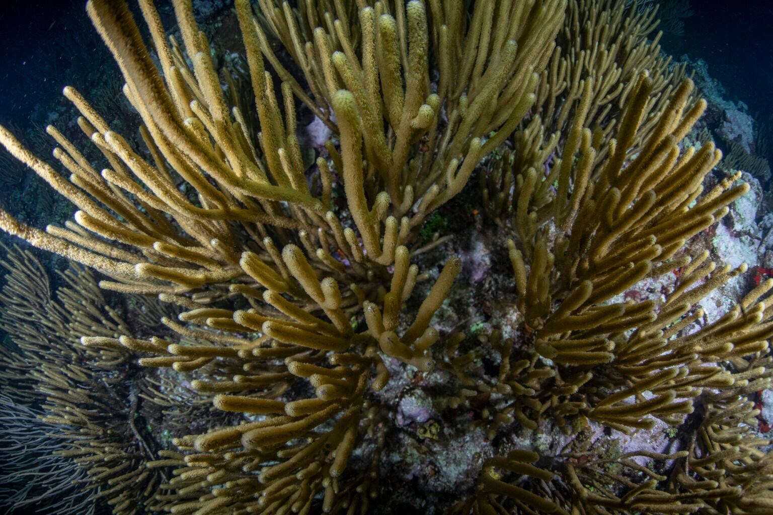 Corales blandos del fondo marino del Parque Nacional Bajos del Norte. Foto: Oceana / Carlos Aguilera