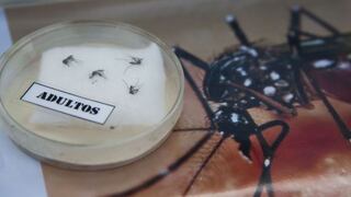 Datos sobre el mosquito que transmite el virus del zika