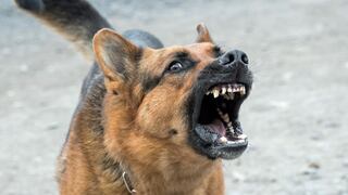 ¿Por qué algunos perros pueden llegar a atacar a las personas, incluyendo niños?
