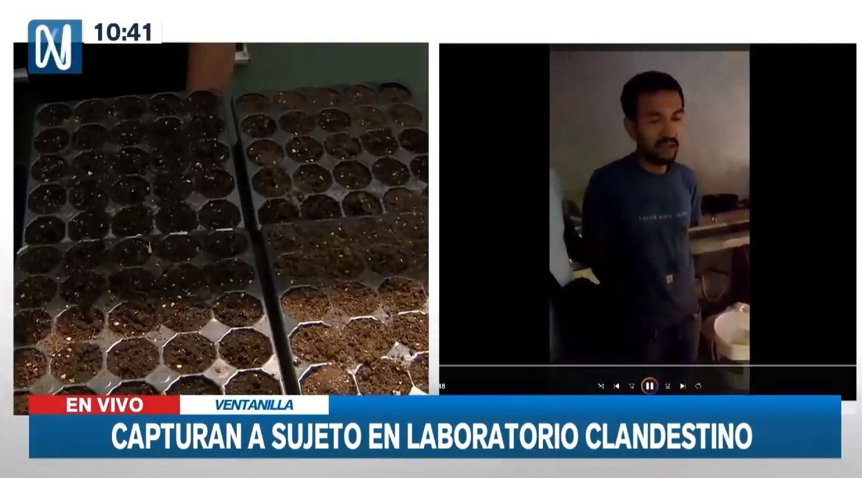 Se tratan de más de 100 plantaciones de marihuana con una serie de artefactos que se utilizaban para crear este invernadero y que fue incautado por la Policía.