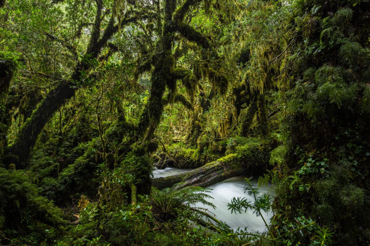 Selva valdiviana o bosque lluvioso en Chile