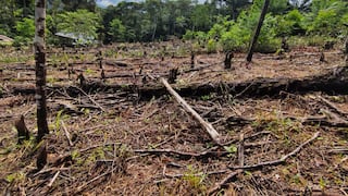 Colombia: disminuyó la deforestación en el 2023, pero va en aumento en el 2024