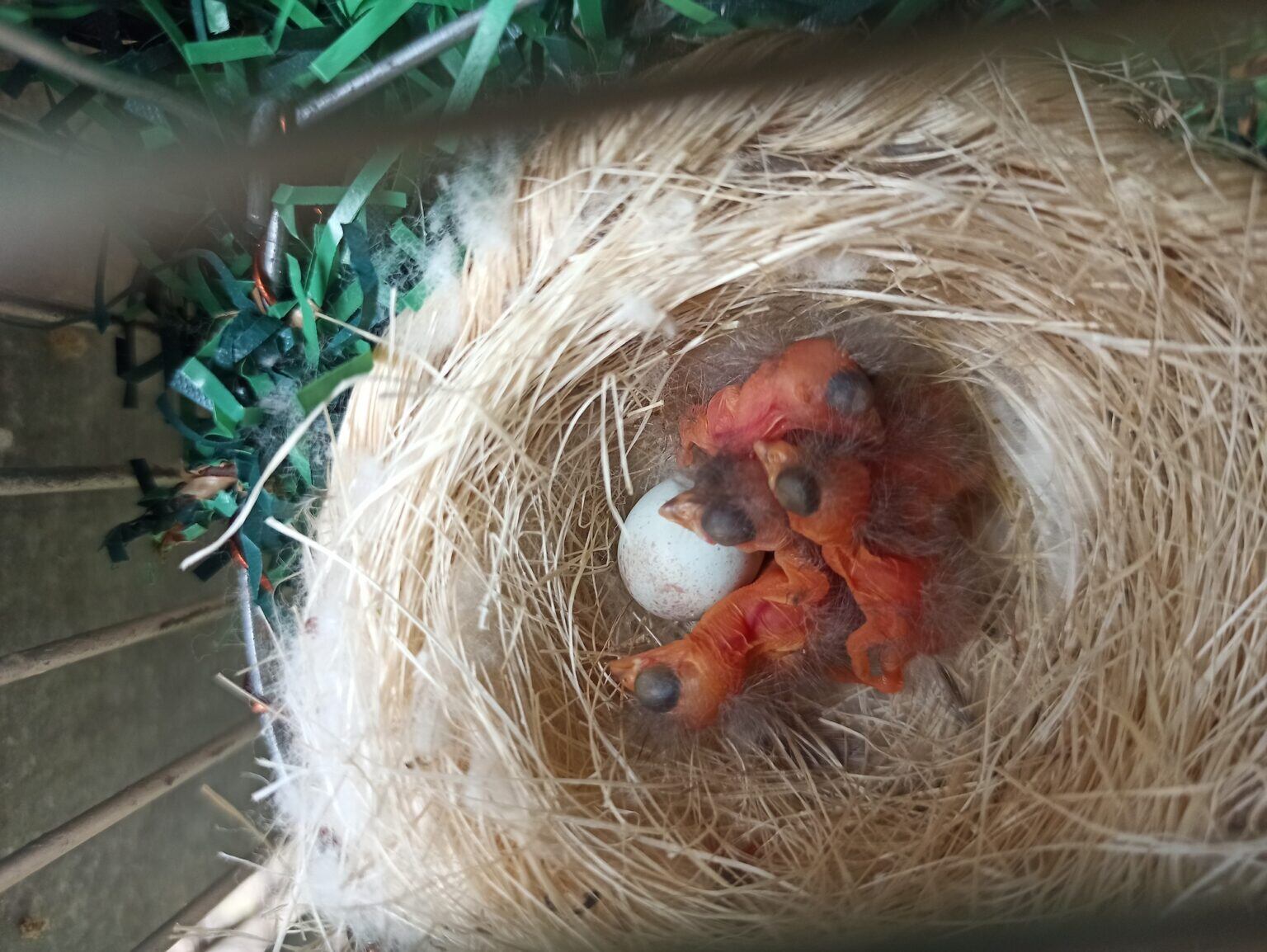 Pichones de Cardenalito (Spinus cucullatus) nacidos en el Centro de Conservación del Cardenalito en Venezuela (CCCV). Foto: Samuel Beomon