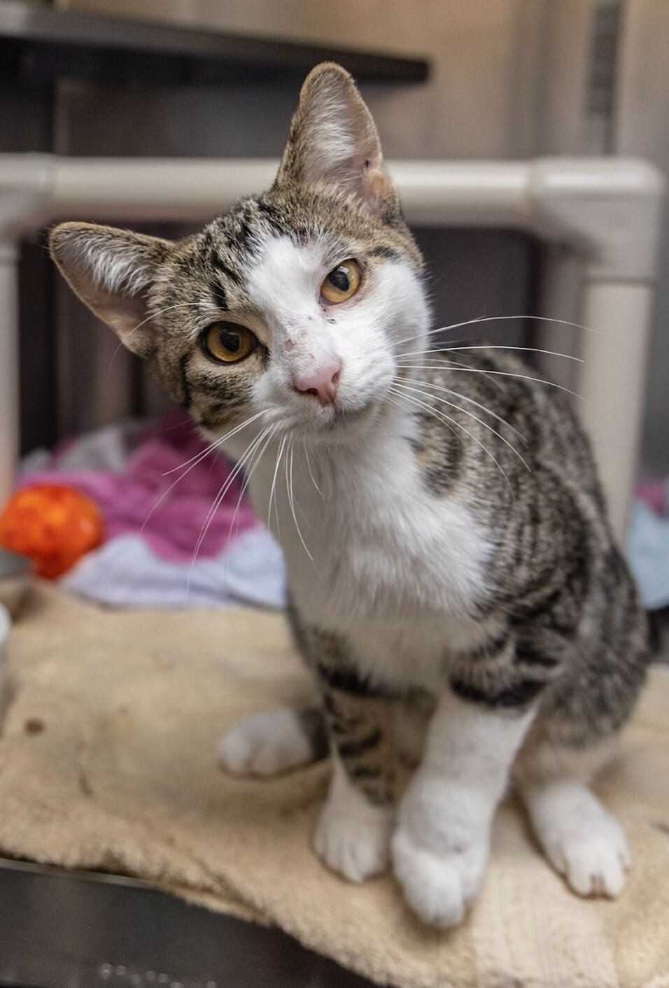 Sugar se recupera poco a poco, luego de sufrir un cruel maltrato. (Foto: Facebook/Humane Society of Huron Valley).