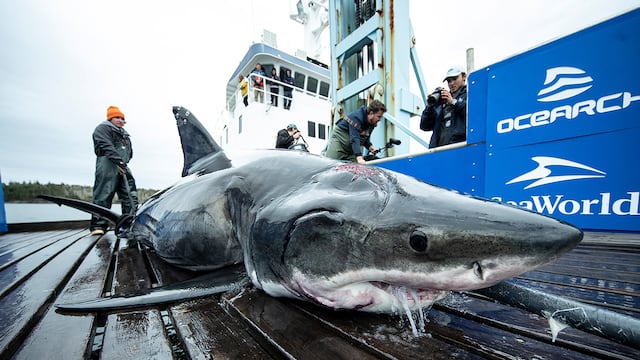 Vimy, el enorme tiburón blanco de más de 500 kilos de peso que fue mordido por otro aún más grande. (Ocearch)