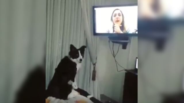 Facebook: la videollamada más hermosa entre un perro y su dueña [VIDEO]