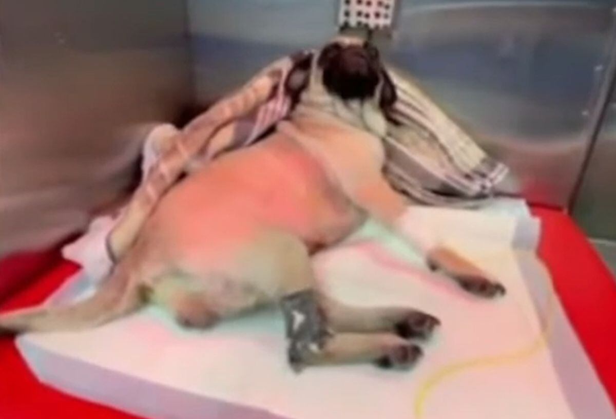 El agresor habría sido grabado por un amigo que subió el video a redes sociales. Foto: Buenos Días Perú