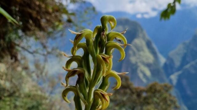 Las milenarias orquídeas de Machu Picchu y el largo camino para llegar a Singapur y ser apreciadas por más de un millón de personas