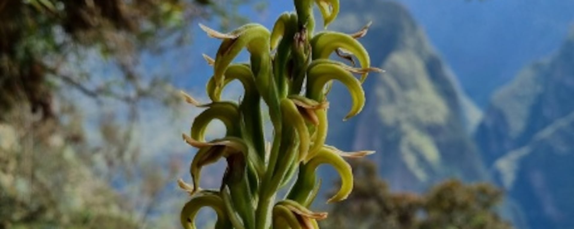 Las milenarias orquídeas de Machu Picchu y el largo camino para llegar a Singapur y ser apreciadas por más de un millón de personas